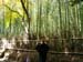 Arashiyama Bamboo Forest Nov 2006